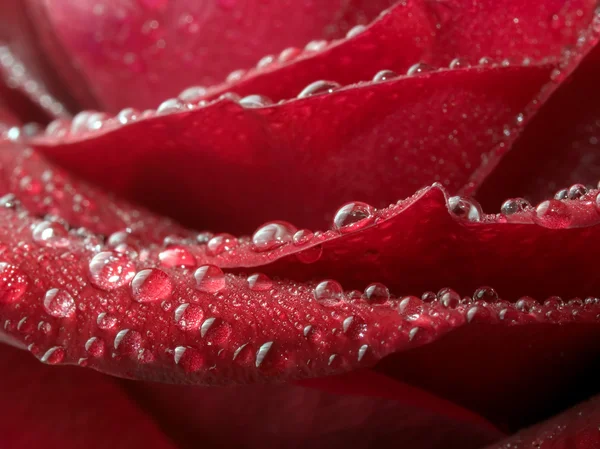 Rote Rose Nahaufnahme Hintergrund. — Stockfoto