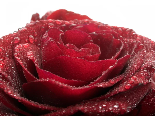 Roșu trandafir de închidere fundal . — Fotografie, imagine de stoc