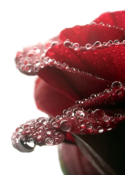 Κόκκινο τριαντάφυλλο closeup φόντο. — Φωτογραφία Αρχείου