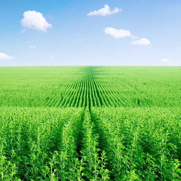Зеленое подсолнечное поле и небо . — стоковое фото