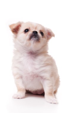 Köpek yavrusu