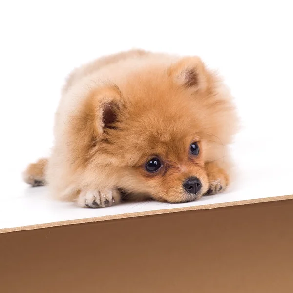 Puppy — Stockfoto