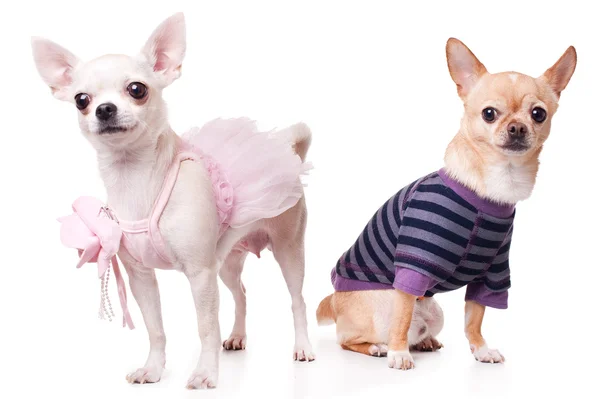 Twee chihuahua — Stockfoto