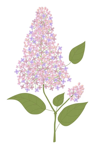 Branch of lilac — Stock Vector