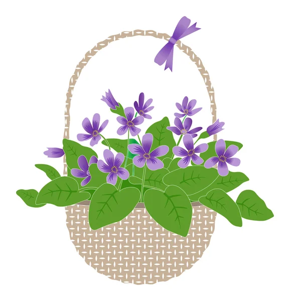 Violettes dans le panier — Image vectorielle