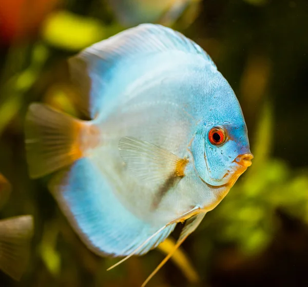 熱帯魚の一種の円盤投げ — ストック写真