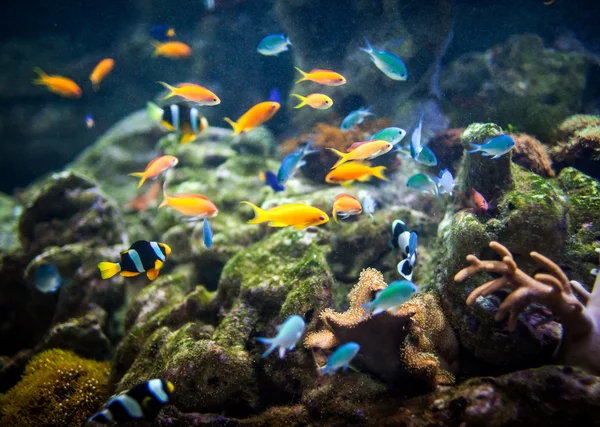 Recifes de coral e peixes. — Fotografia de Stock