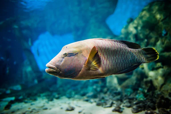 Рыба - Cheilinus undulatus — стоковое фото
