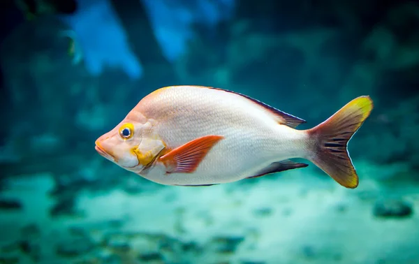 Риба - Лутянус гіббус — стокове фото