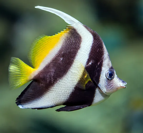 Fish - Heniochus diphreutes — Stock Photo, Image