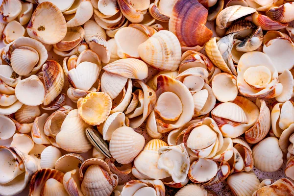 stock image Seashells background