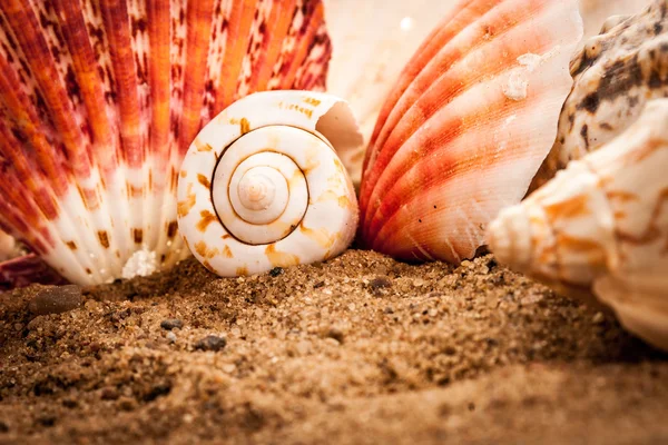 stock image Seashells background