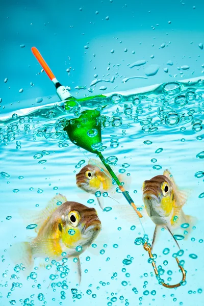 512 Fishing Floater Stock Photos - Free & Royalty-Free Stock