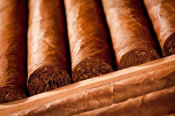 Сигары в хьюмидоре — стоковое фото