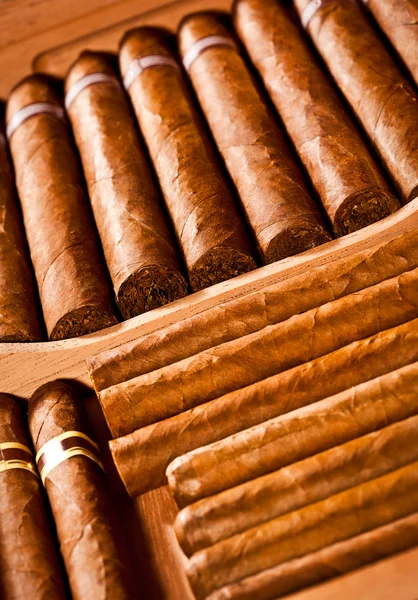 Cigarrer i humidor — Stockfoto