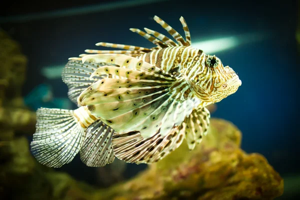 Pterois 라 — 스톡 사진