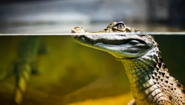 Crocodilus каймана — стокове фото