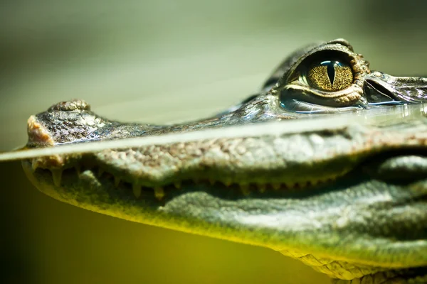 Caiman crocodilus — Stock Photo, Image
