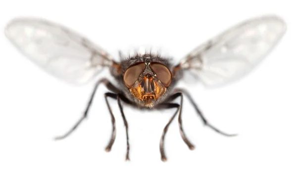 Fly közelről — Stock Fotó