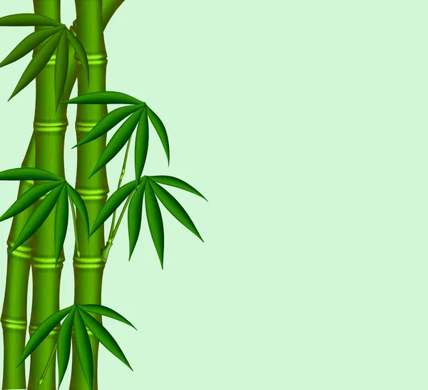 El joven bambú — Foto de Stock