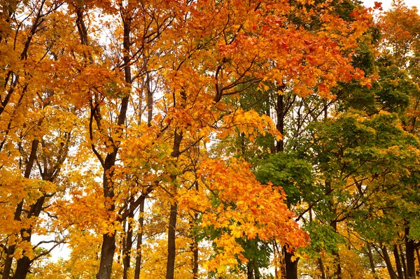 Cores brilhantes do outono — Fotografia de Stock