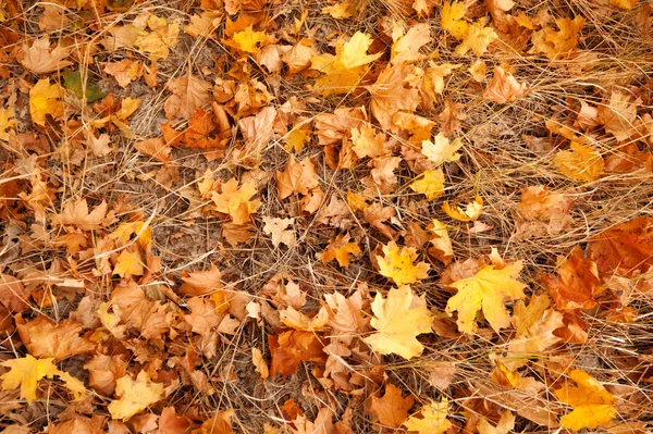 Autumn background — Stock Photo, Image