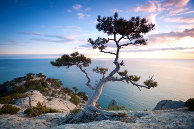 Tree on a cliff clipart