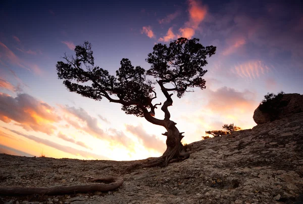 Zen ağaç — Stok fotoğraf
