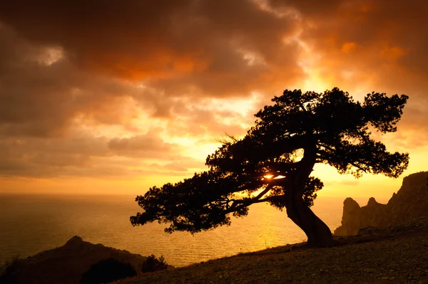 Sílhueta de árvore velha — Fotografia de Stock