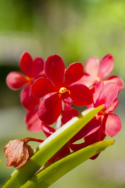 Exotic orchids growing on island Bali