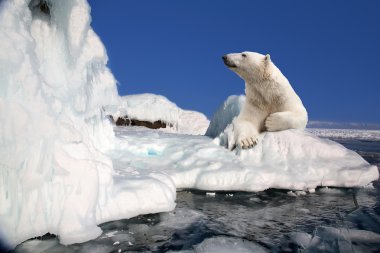 Polar bear standing on the ice block