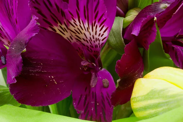 Alstremeria fioletowe kwiaty — Zdjęcie stockowe