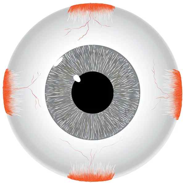 Человеческий глаз — стоковый вектор