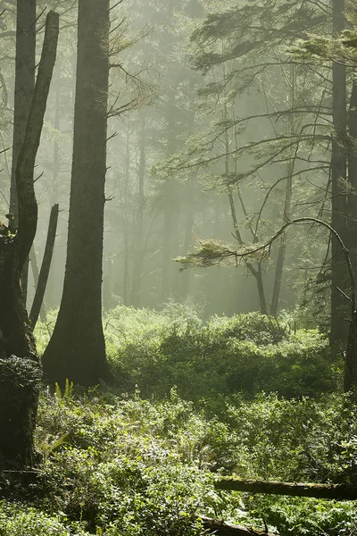 Forest Sunlight — Stock Photo, Image