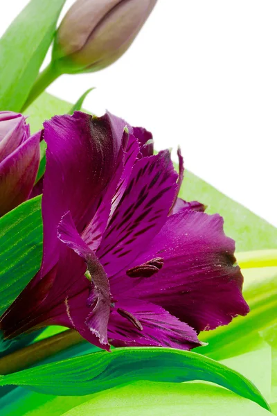 Roxo Alstroemeria Flores — Fotografia de Stock