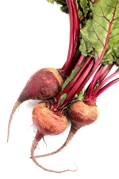 红甜菜 — 图库照片