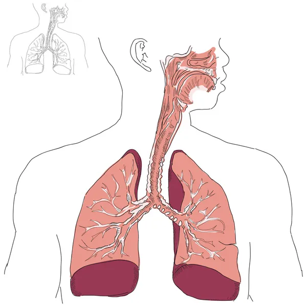 Sistema respiratório e Actinomicose — Vetor de Stock