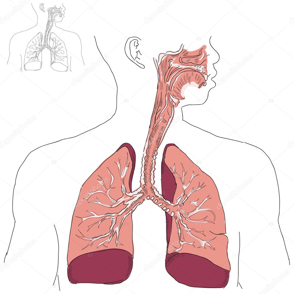 Respiratory system and Actinomycosis