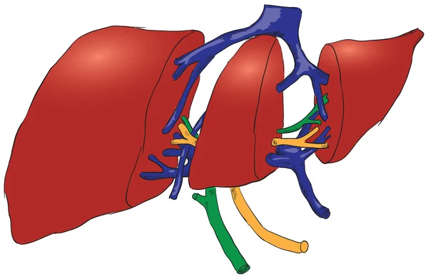 人体肝脏的横截面 — 图库矢量图片
