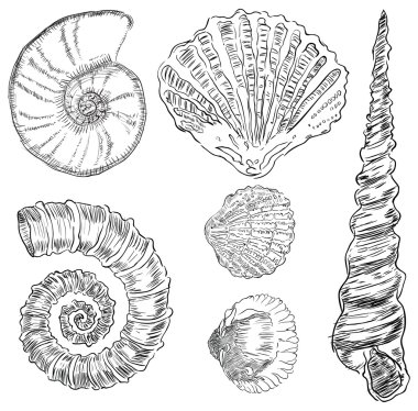 Shells of marine fauna clipart