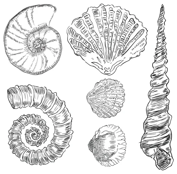 Coquilles de la faune marine — Image vectorielle