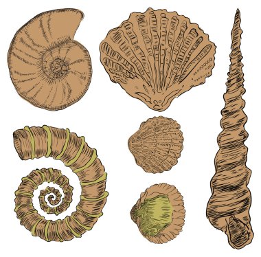 Shells of marine fauna clipart