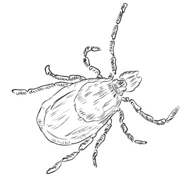 House dust mite clipart