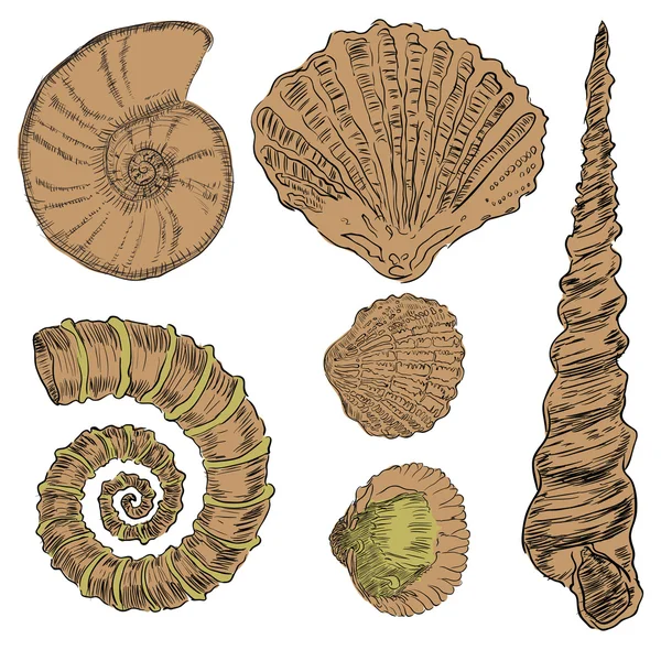 stock vector Shells of marine fauna