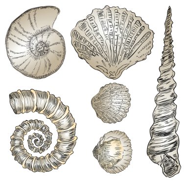 Shells of marine fauna clipart