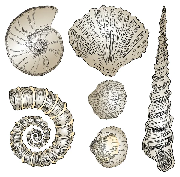 Conchas de fauna marinha —  Vetores de Stock
