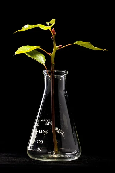 stock image Young plant and flask