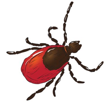 House dust mite clipart