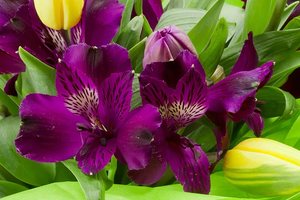 Alstroemeria lila virágok — Stock Fotó