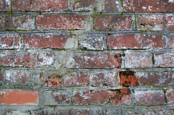 Grunge brick wal — Stock Photo, Image